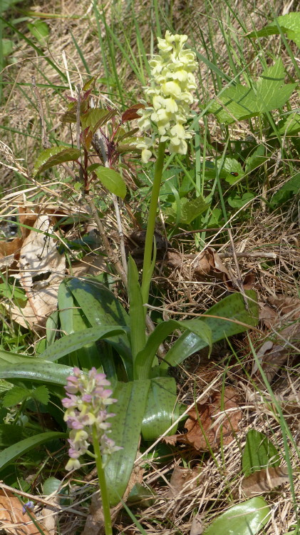 Orchis x Plessidiaca Renz 1928